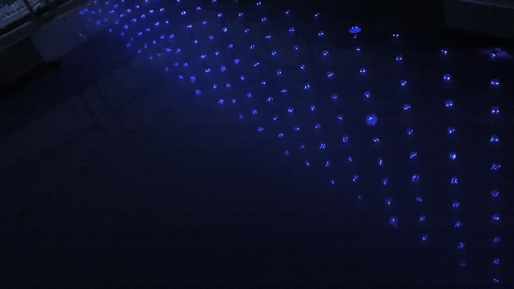 Blue LED trap lights underwater