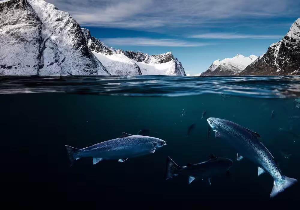 Salmon swimming in Norwegian fjord with mountains above